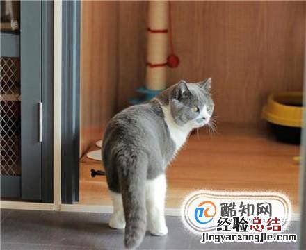 怎么养好一只猫