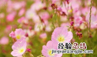 红樱草的生日花语是什么 关于红樱草的生日花语