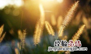 狗舌草的生日花语是什么 狗舌草的生日花语介绍