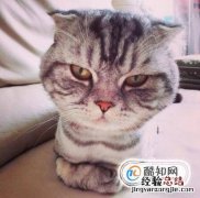 怎样给猫剪指甲