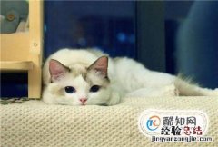 猫吃了螃蟹壳怎么处理