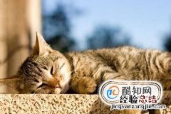 猫咪掉毛一块一块的猫咪一块一块掉毛