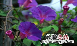 什么的牵牛花填空颜色 形容牵牛花的颜色