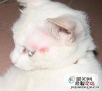 猫咪如何补钙猫咪缺钙怎么办