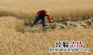 传统收水稻方法 传统怎么收水稻