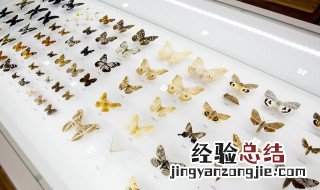 为什么夏天电灯光下有一群小虫在飞 为什么夏天电灯光下有一群小虫在飞动