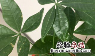 发财树播种方法 怎么播种发财树