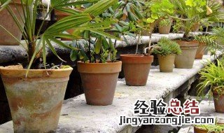 花盆里的土起碱怎么办 教你个实用办法