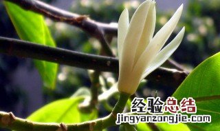 室内养什么花最好 最适合养在室内的三种花介绍