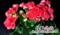 什么花好养又好看室内 好养又好看的花介绍