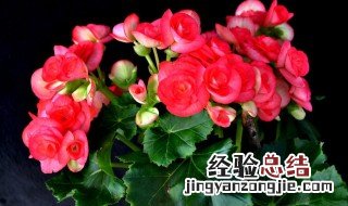 什么花好养又好看室内 好养又好看的花介绍