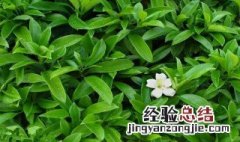 茉莉花什么时候开 茉莉花开花时间简述