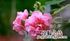 芙蓉花什么时候开花 芙蓉花的简单介绍