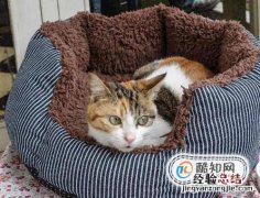 在家中怎么养猫咪