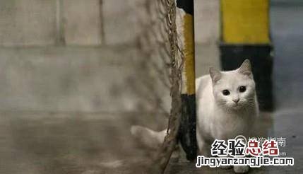 小猫饮食禁忌指南