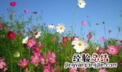 格桑花的花语是什么意思 格桑花的花语介绍