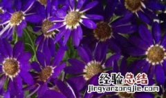 瓜叶菊开完花后怎么处理