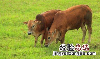 大门指什么动物或者生肖 大门是代表哪一个生肖