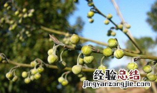 山胡椒油用法 山胡椒油怎么使用