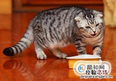 怎样给小猫喂猫粮一点经验