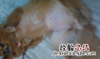 如何辨别猫是否怀孕 辨别猫怀孕的方法