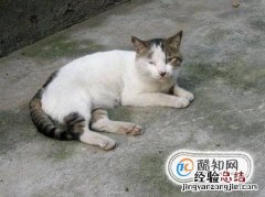 猫咪老是舔屁股怎么回事如何给猫咪预防寄生虫