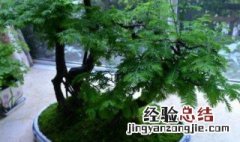 水杉盆景摆放方法图片 水杉盆景摆放方法