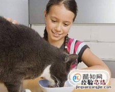 如何养一只可爱听话的猫