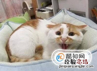 猫到新环境怎么安抚