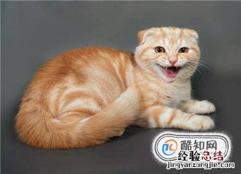 母猫闹猫什么症状母猫闹猫了怎么缓解