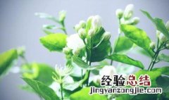 茉莉开花的时候可以施肥吗 茉莉开花时能施肥吗