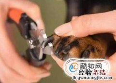 给猫剪指甲出血了怎么办