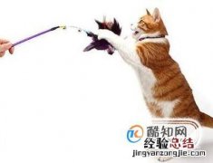 如何跟猫咪玩耍