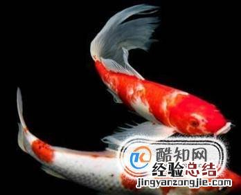 家里面养什么鱼好