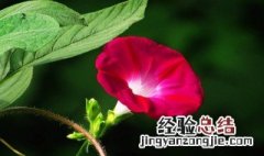 牵牛花是什么颜色 牵牛花生活环境