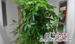 客厅里什么绿植好养 客厅里养什么植物好