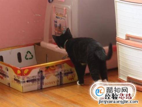 如何训练猫大小便