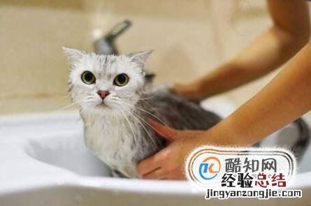 多大的猫咪可以洗澡