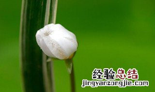 叶莲的养殖方法和注意事项 水培七叶莲的养殖方法和注意事项