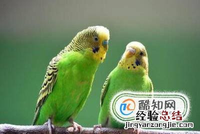 虎皮鹦鹉什么时候下蛋如何促进它们繁殖