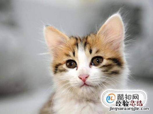 猫咪长不胖怎么办