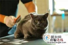 怎么除掉猫身上的跳蚤