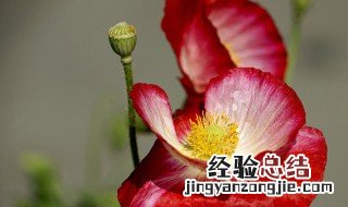 美人草的种植方法视频 美人草的种植方法