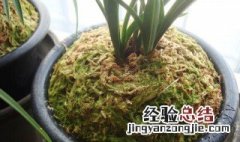 兰花铺水苔的正确方法是 兰花铺水苔的正确方法