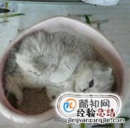 怎么训练小猫上厕所