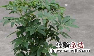 招财树的风水作用和摆放方法 正确摆放招财树的方法