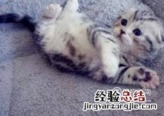 虎斑猫幼猫怎么看品相