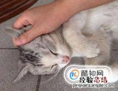 猫咪为什么喜欢被人抚摸