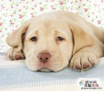 刚买的狗怎么适应新环境幼犬到新家呕吐怎么办