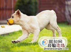 怎样辨认拉布拉多犬品质的好坏